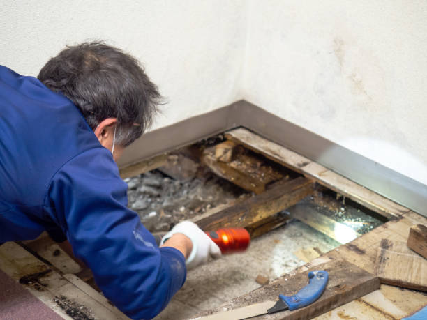 Best Kitchen Mold Remediation in Dawson, TX