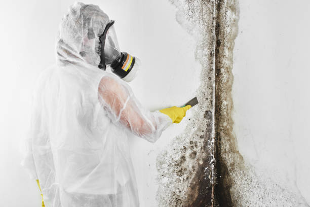 Best HVAC Mold Remediation in Dawson, TX