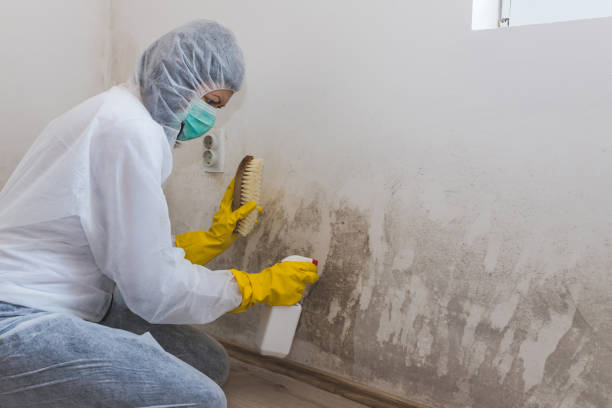 Best DIY Mold Remediation Support Services in Dawson, TX