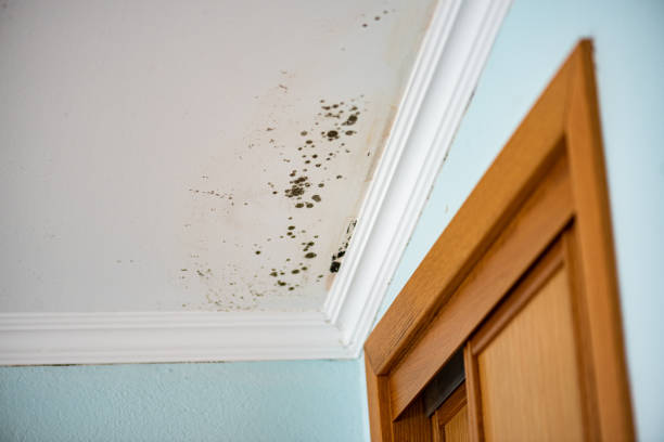 Best Industrial Mold Remediation in Dawson, TX