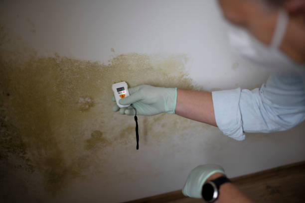 Best Preventive Mold Services in Dawson, TX
