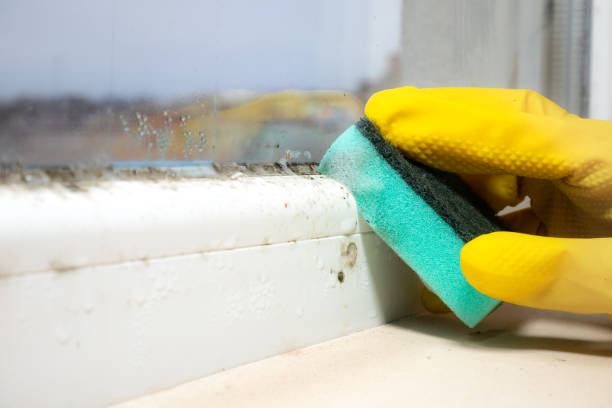 Professional Mold Remediation in Dawson, TX