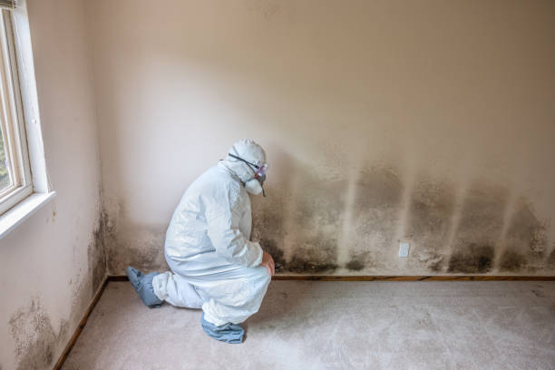Best Bathroom Mold Remediation in Dawson, TX