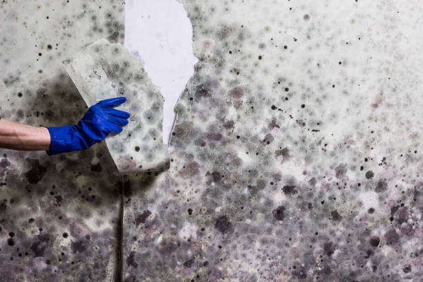 Best Emergency Mold Remediation in Dawson, TX